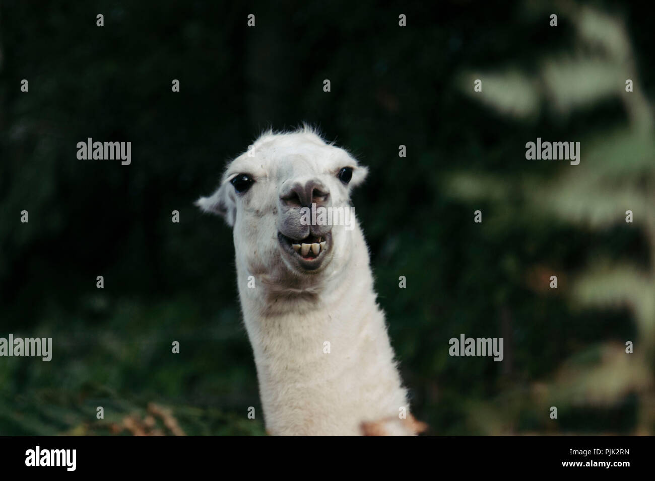 Lamas gesicht Fotos und Bildmaterial in hoher Auflösung Alamy