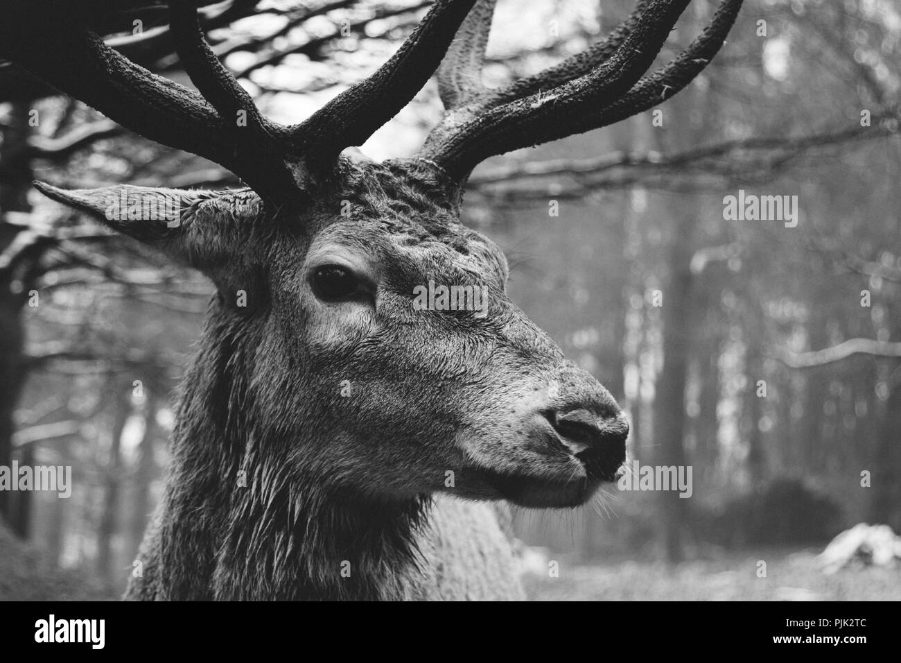 Red deer Stockfoto