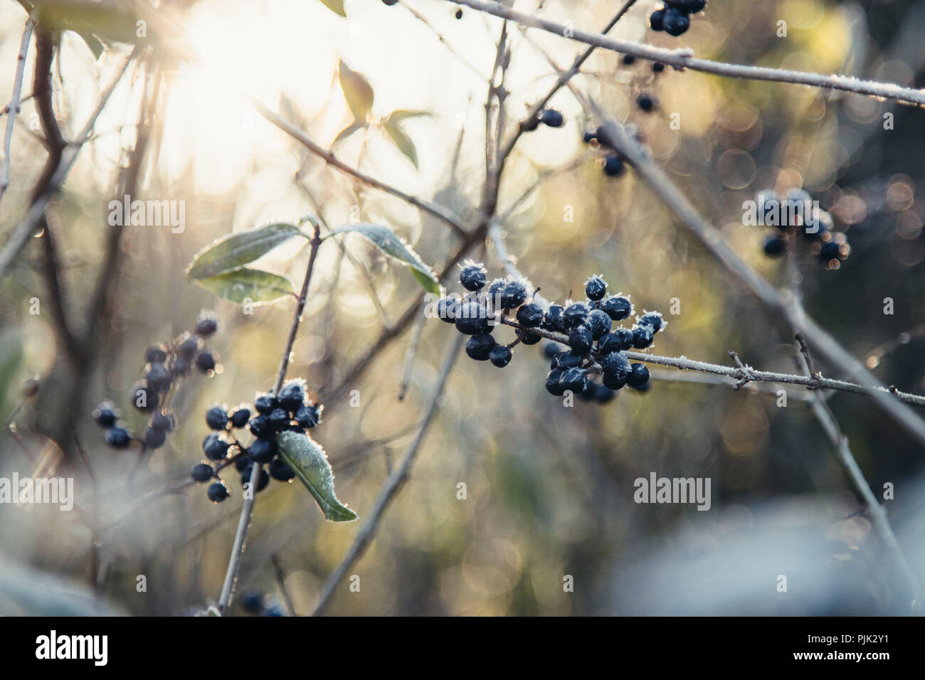 Winterlandschaft mit Eis, Frost und Sonne im Dezember, Stockfoto