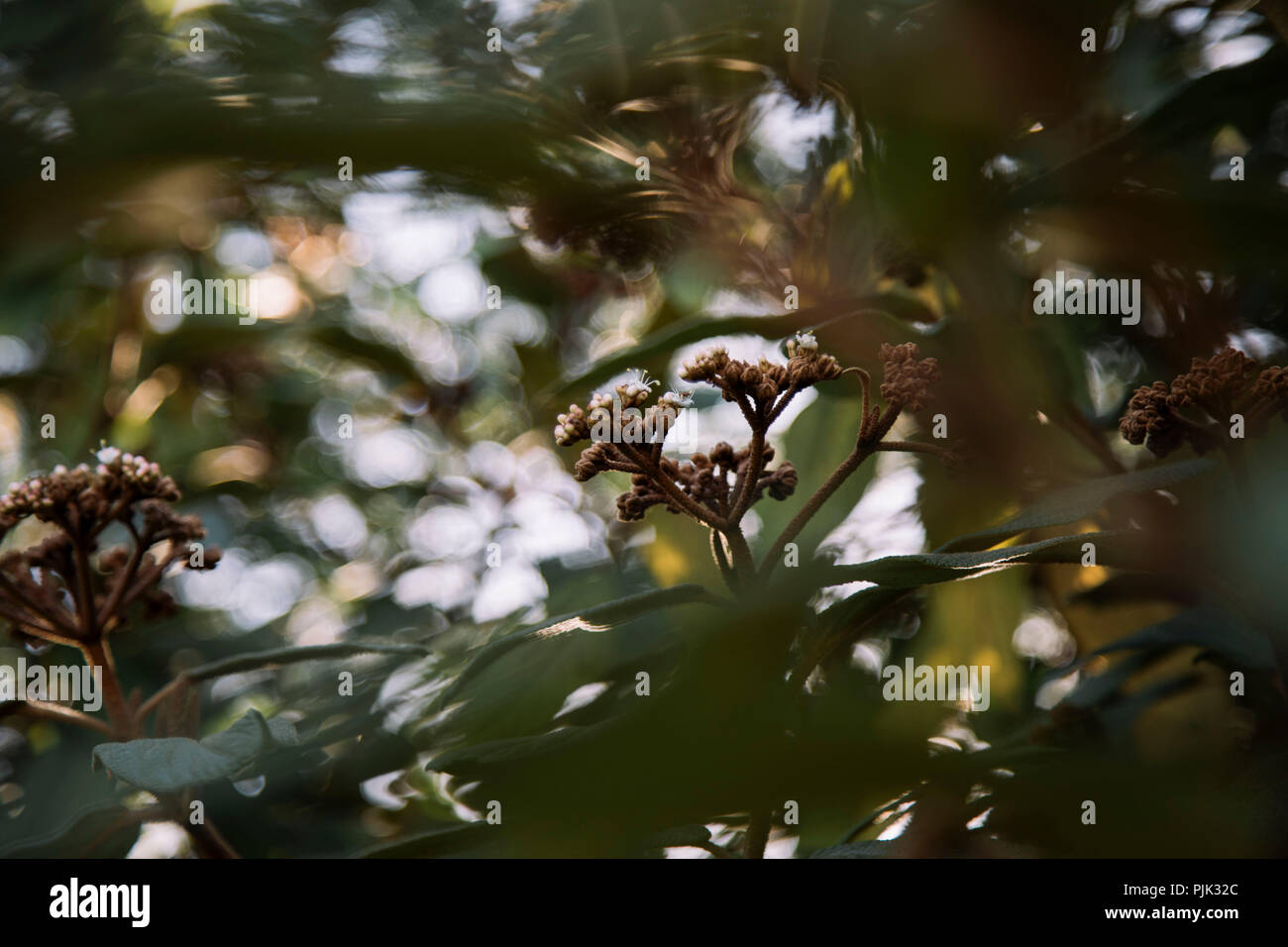 Einen schönen warmen und sonnigen Tag im Oktober, durch den Garten ramble, Stockfoto