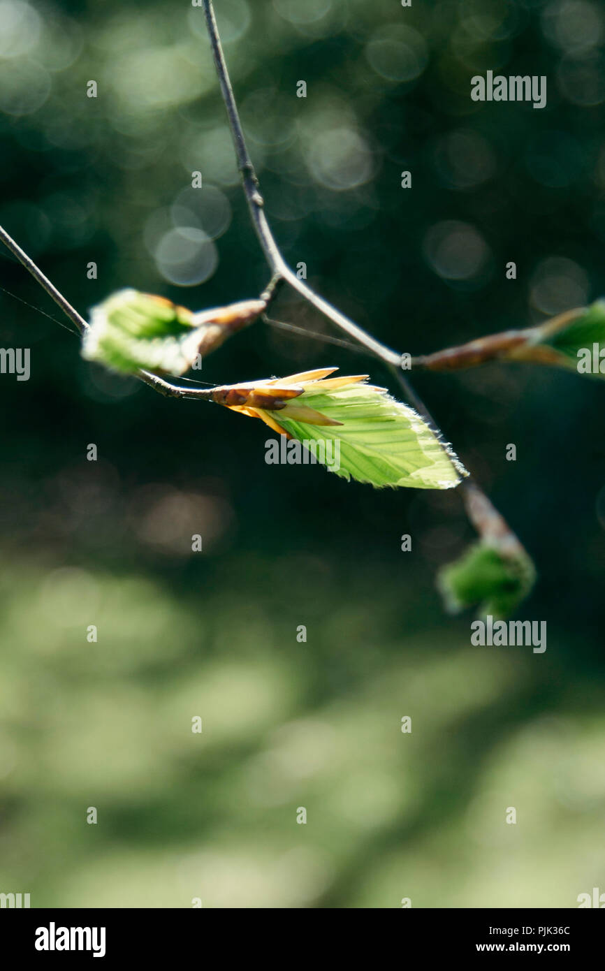 Ausschreibung Buche Blätter im Frühling Sonne, Stockfoto