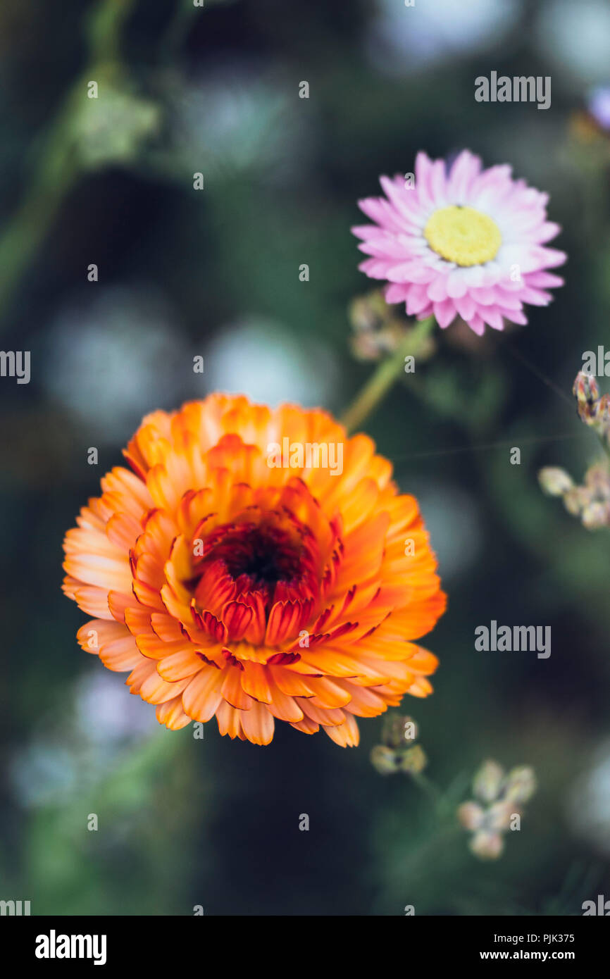 Blühende Ringelblume im Sommer Blumenwiese, Stockfoto