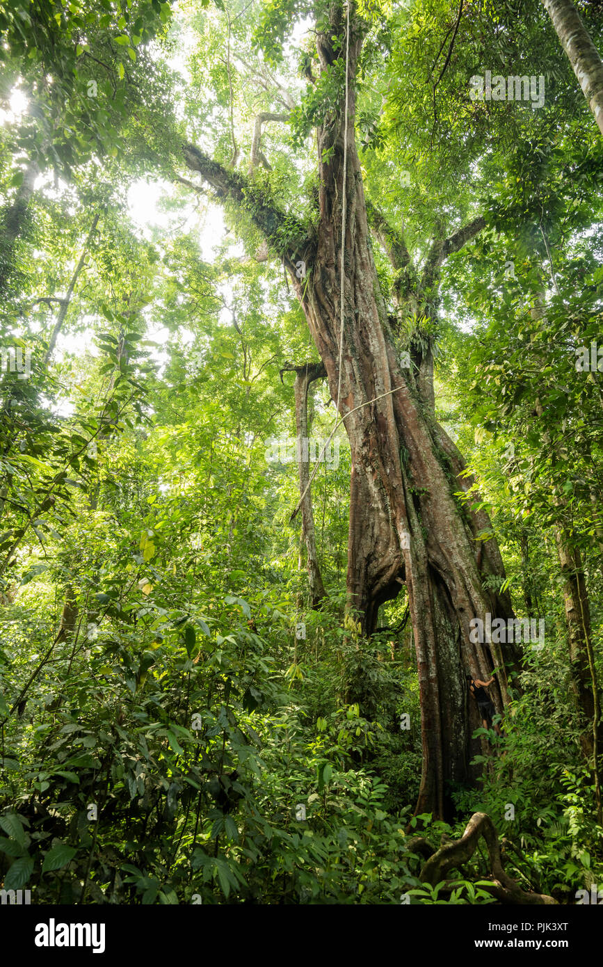 Big Banyan Tree in Gunung Leuser National Park mit Kletterer Stockfoto