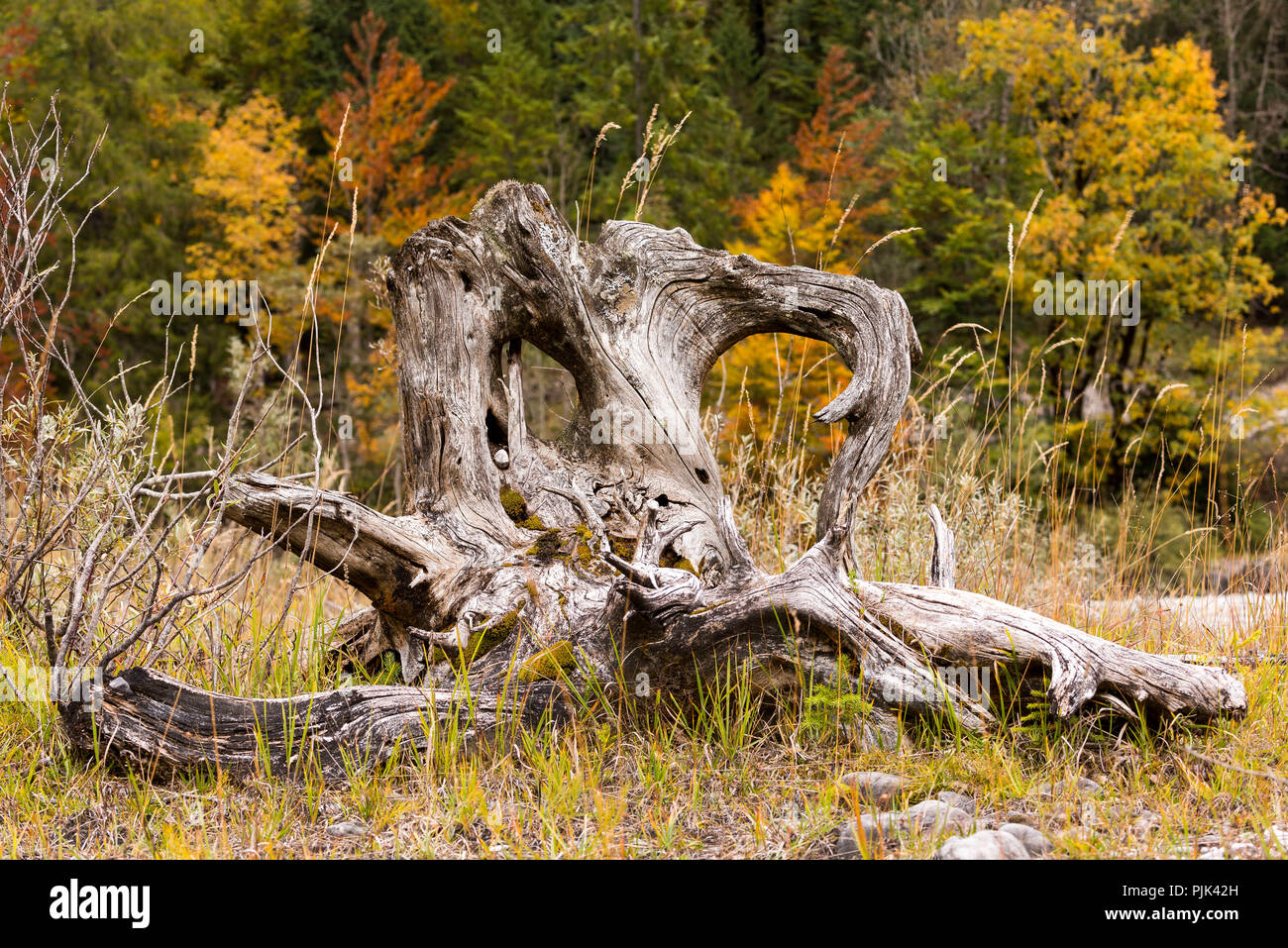 Tote Wurzel Holz eines Ahorn Baum im Flußbett der Isar, im Hintergrund Herbst gefärbten Laubwald Stockfoto