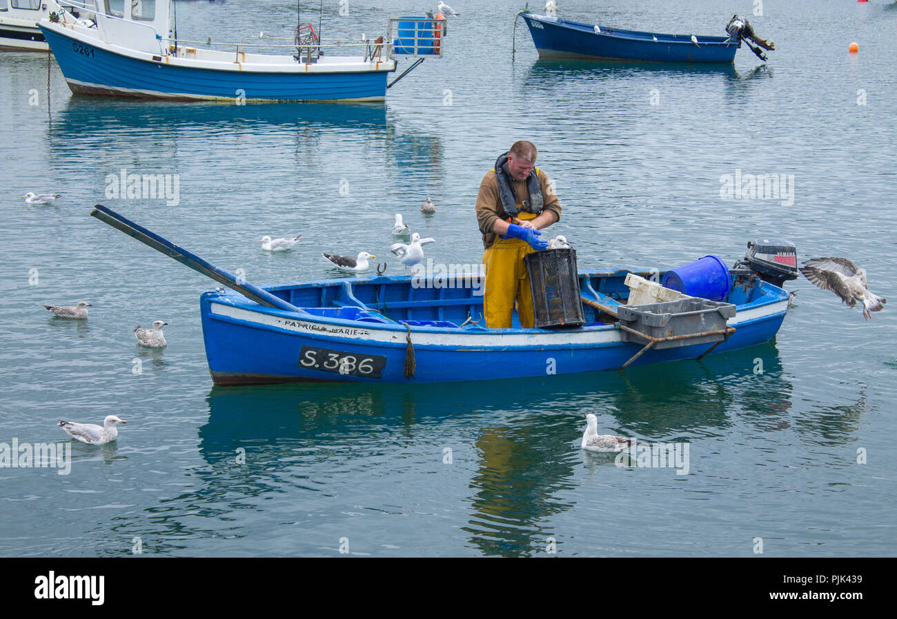 Garnelen fisherman hütet seine Töpfe aus einem kleinen Klinker gebaut Boot mit Möwen für Unternehmen. West Cork Irland. Stockfoto