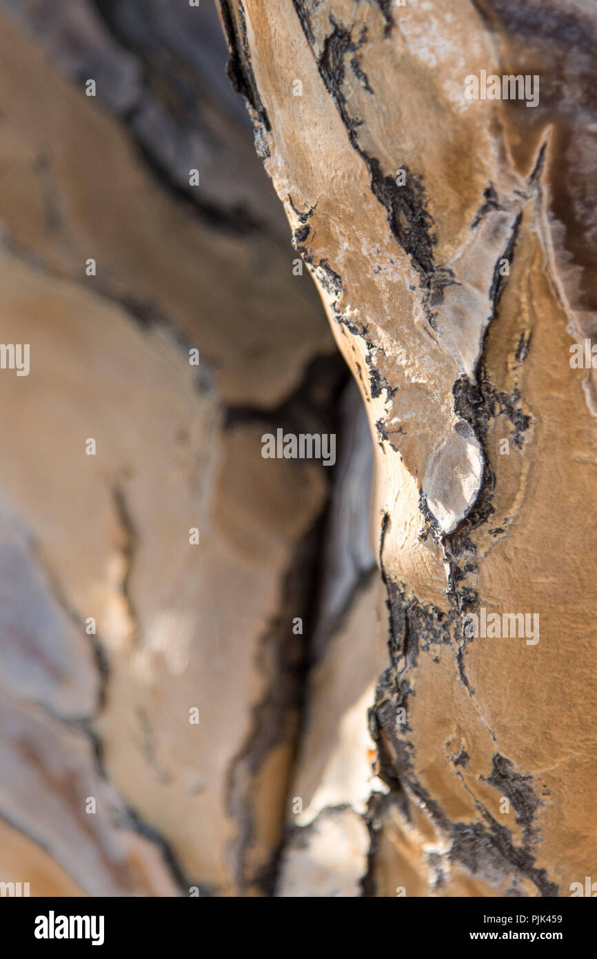 Rinde eines Köcherbaum, Details. Köcherbaumwald, Namibia Stockfoto