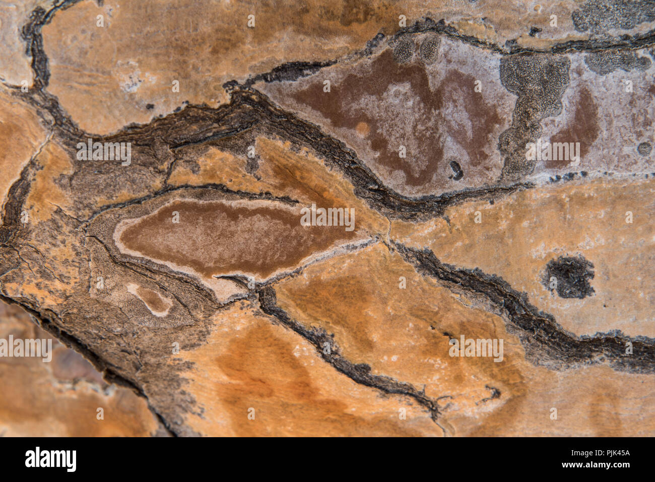 Rinde eines Köcherbaum, Details. Köcherbaumwald, Namibia Stockfoto