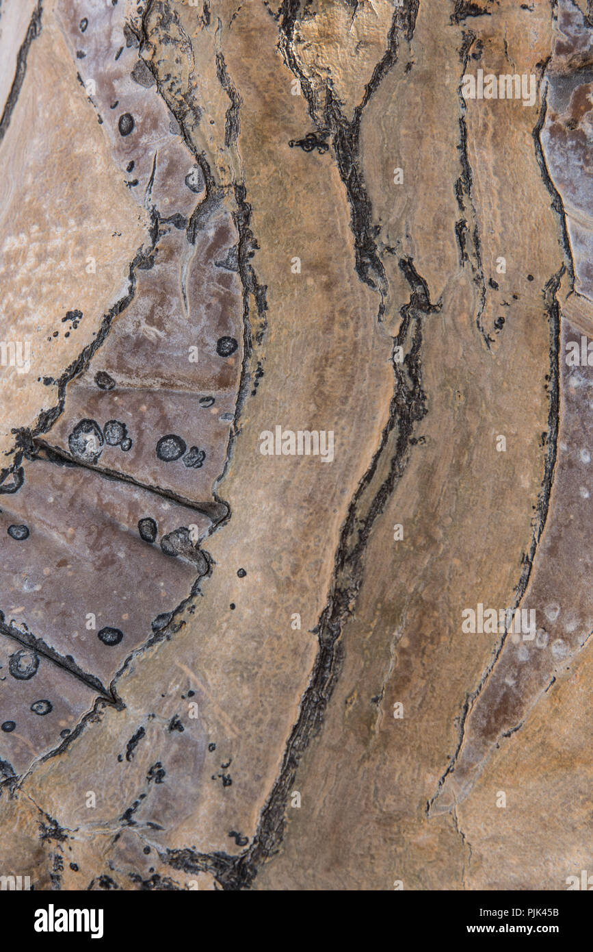 Rinde eines Köcherbaum, Details. Köcherbaumwald, Namibia Stockfoto