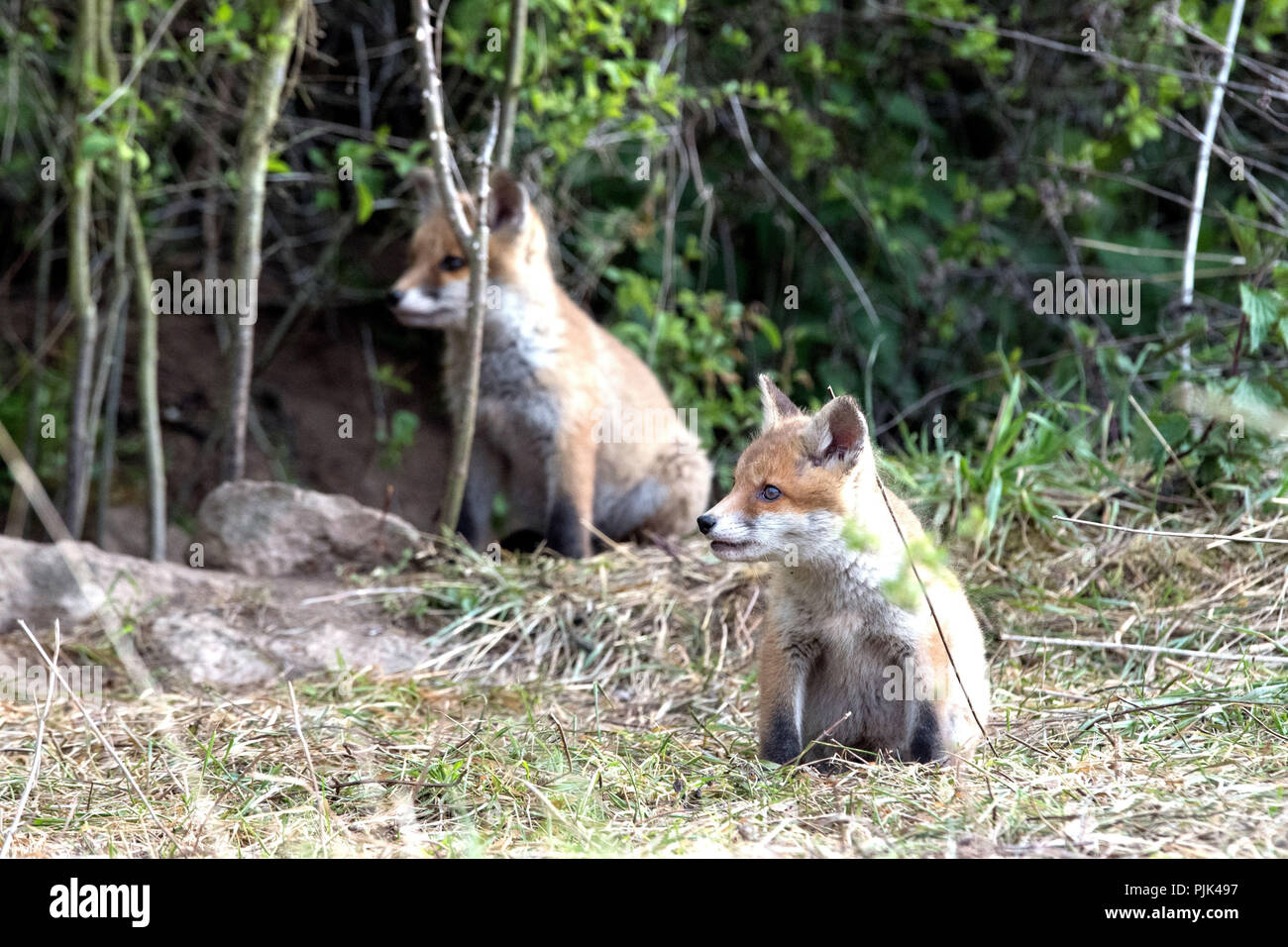 Zwei junge Rote Füchse Stockfoto