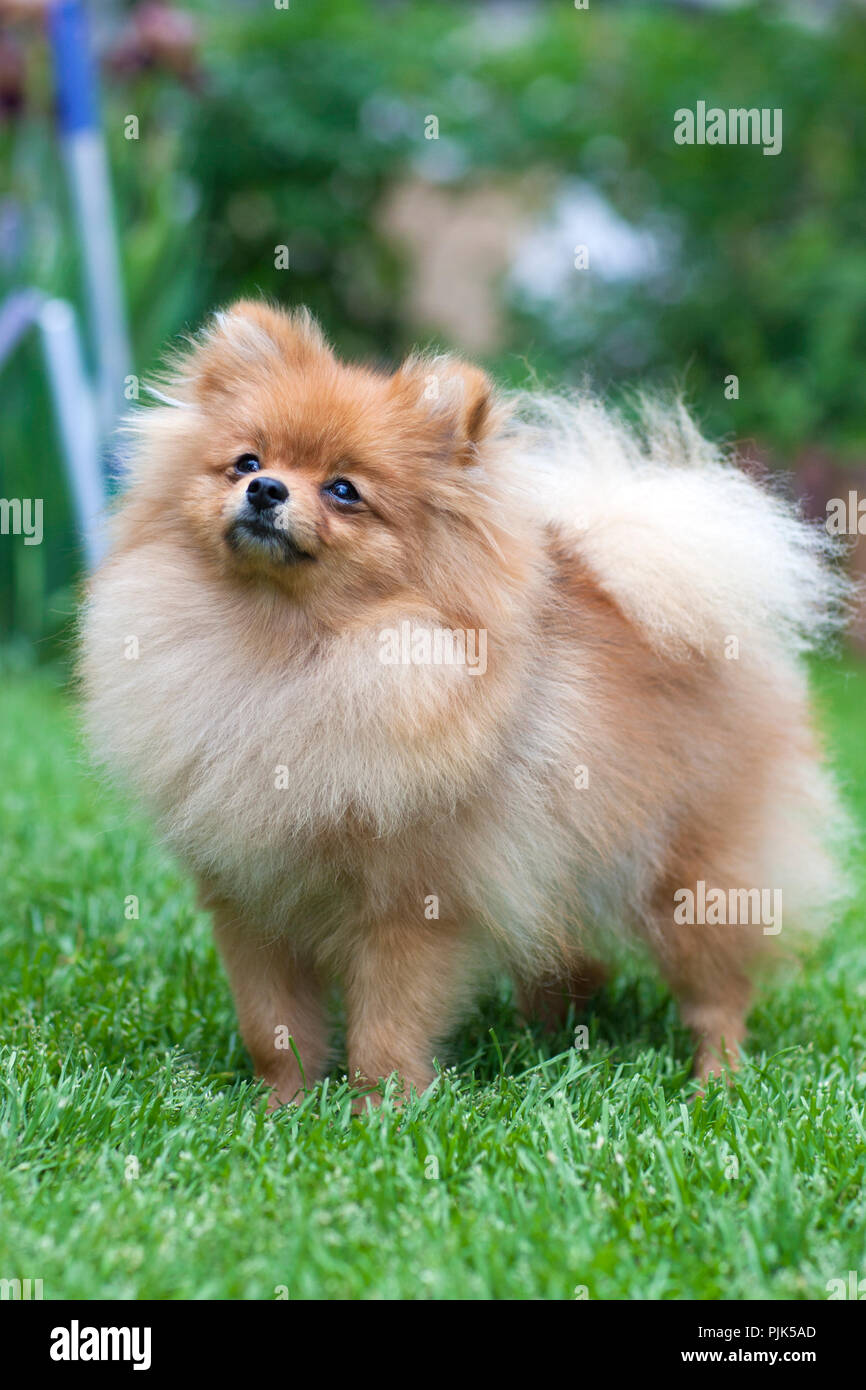 Spitz im Park auf einem Hintergrund von grünem Gras. Stockfoto