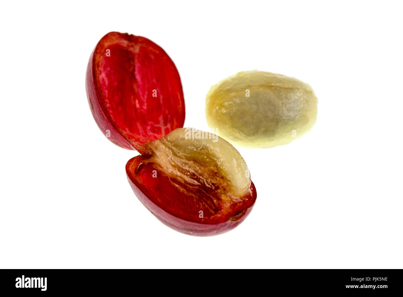 Blick auf einen frischen Kaffee kirsche frucht Anatomie mit den äußeren Abschnitt aus der Haut und Zellstoff, in Rot im Bild und den inneren Abschnitt oder Saatgut w Stockfoto