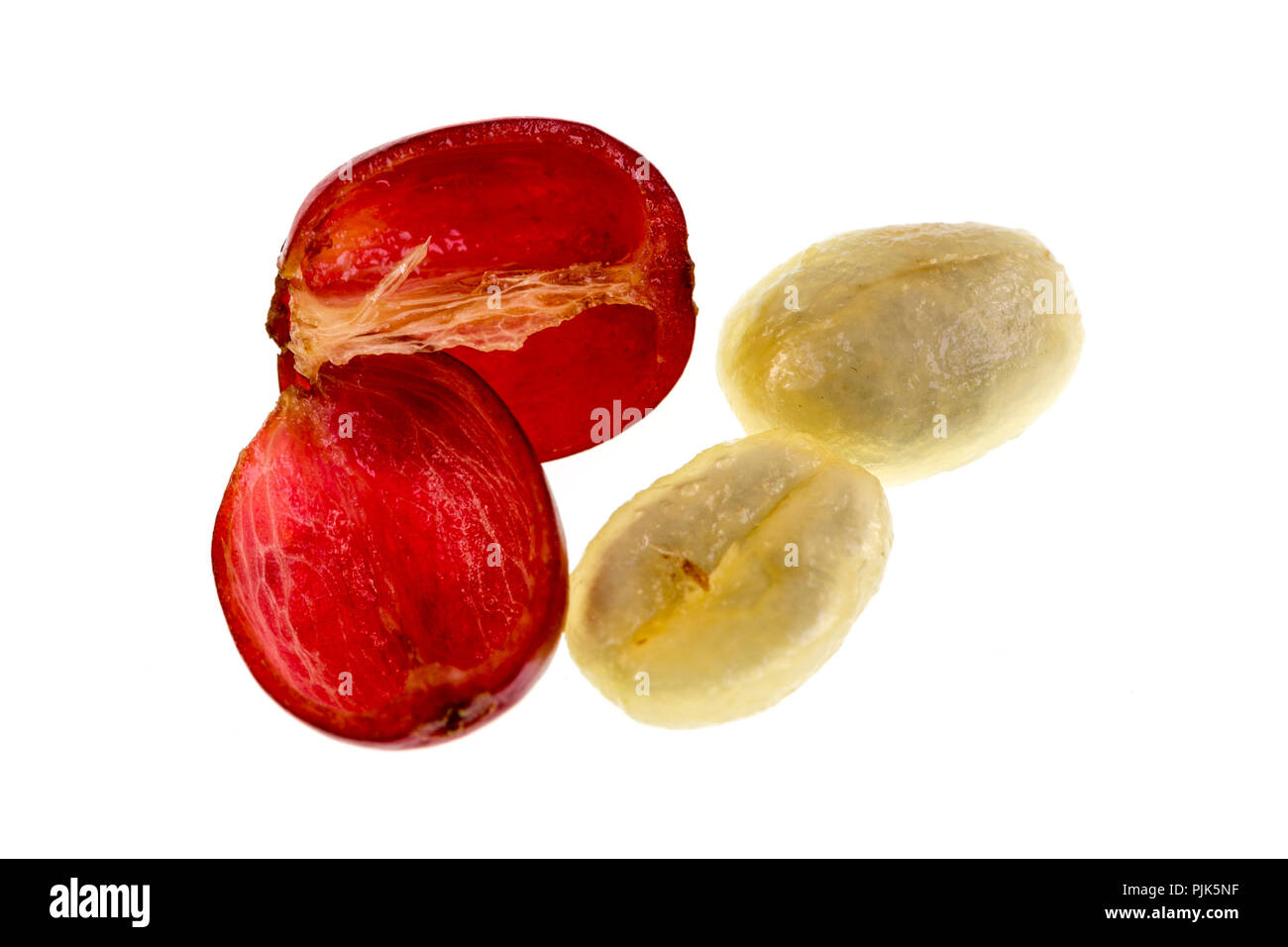 Blick auf einen frischen Kaffee kirsche frucht Anatomie mit den äußeren Abschnitt aus der Haut und Zellstoff, in Rot im Bild und den inneren Abschnitt oder Saatgut w Stockfoto