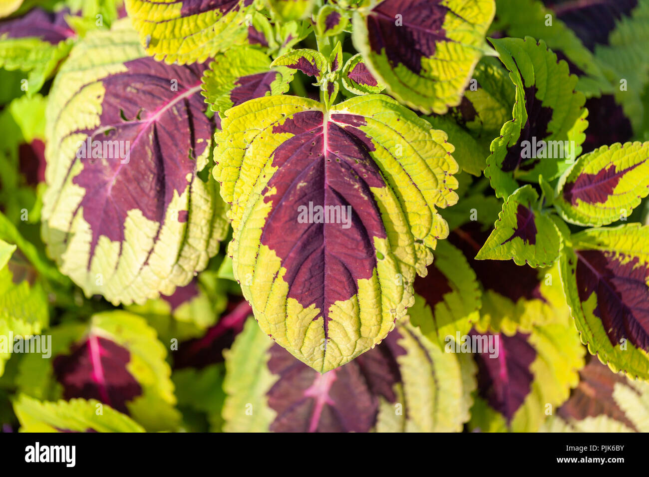 Ein plectranthus scutellarioides Blume in einem Garten Stockfoto