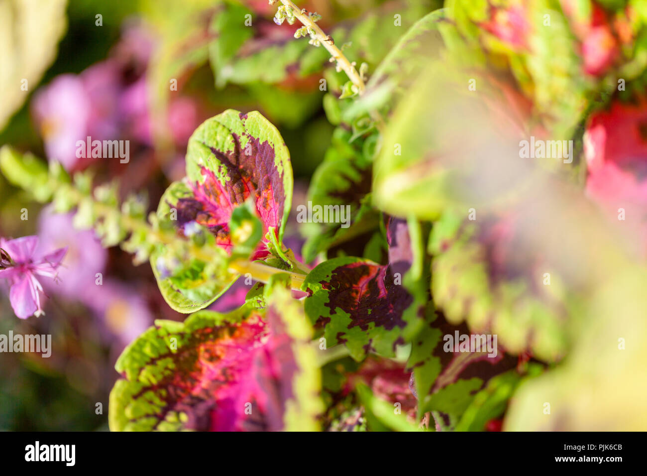 Ein plectranthus scutellarioides Blume in einem Garten Stockfoto