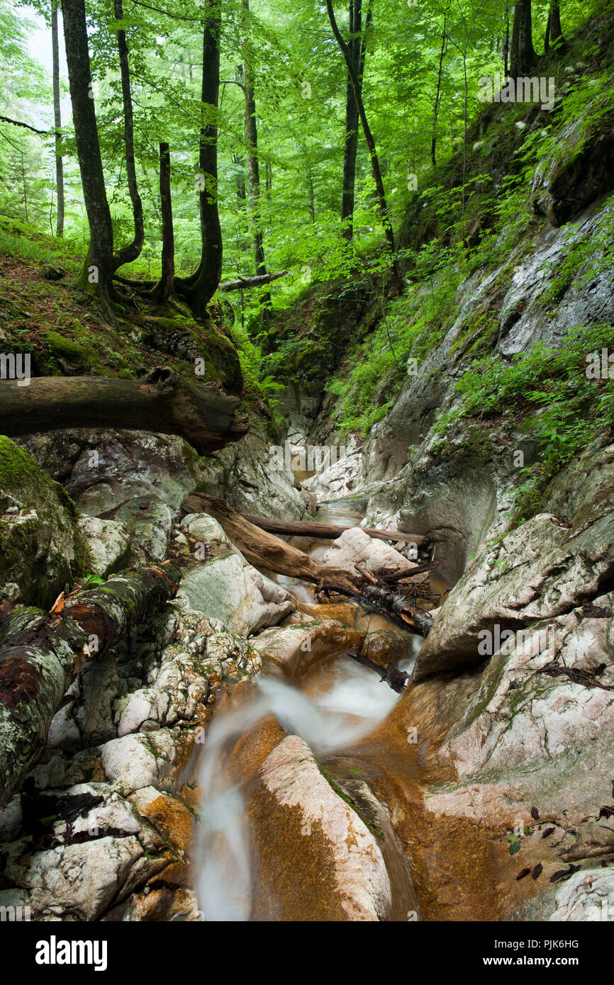Schlucht im Bodinggraben, Nationalpark Kalkalpen, Oberösterreich, Österreich. Stockfoto