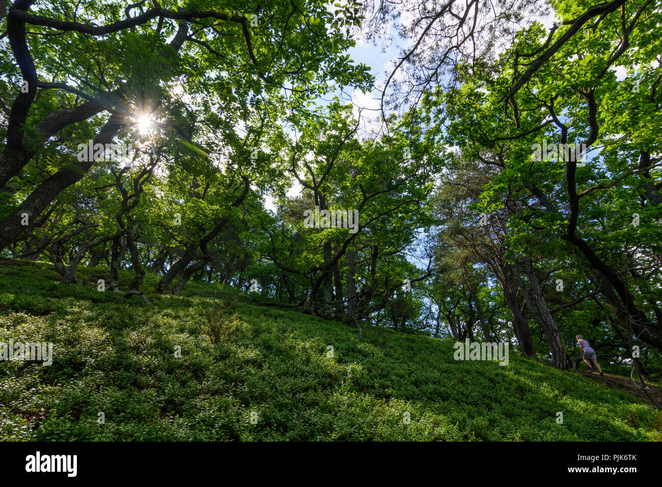 Steinberg-Dörfl, Oak Forest, krumm gebogen Bäume, Dschungel, natürlichen Wald, am Hang des Berges Burgstallberg, Wanderer in Österreich, Burgenland, Mittelburgenland Stockfoto