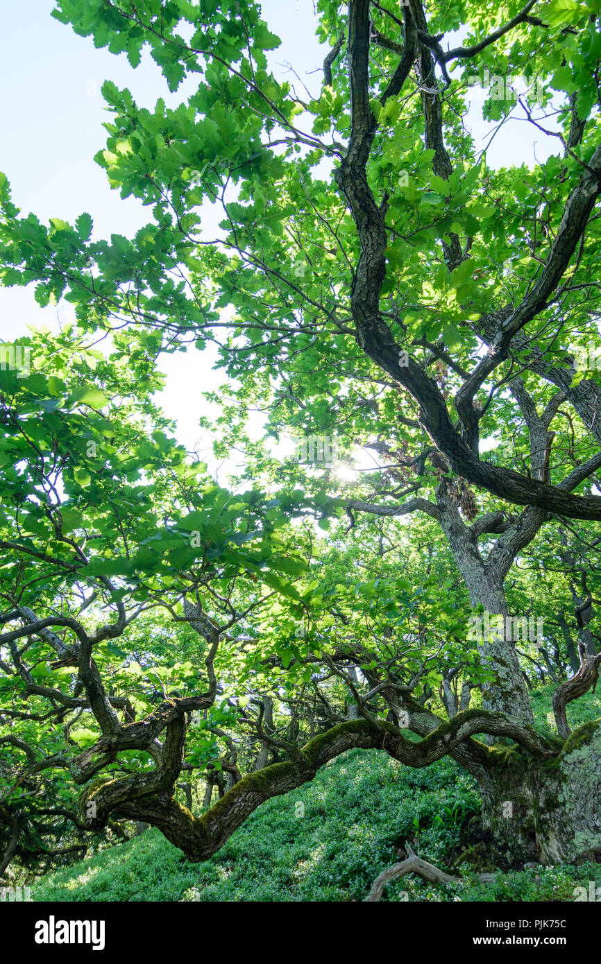 Steinberg-Dörfl, Oak Forest, krumm gebogen Bäume, Dschungel, natürlichen Wald, am Hang des Berges Burgstallberg in Österreich, Burgenland, Mittelburgenland Stockfoto