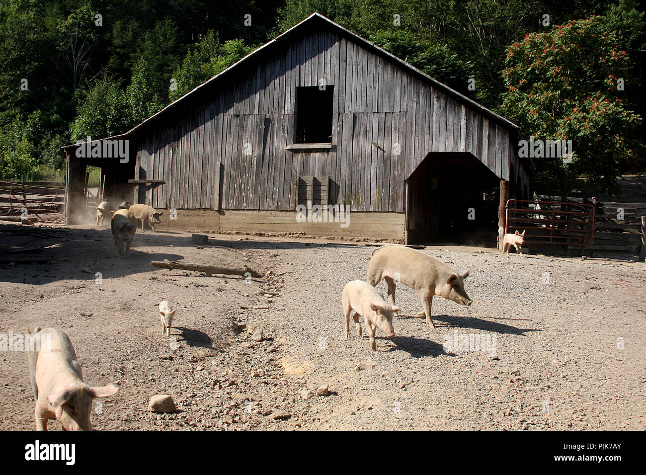 Schweinefarm in der Landschaft Virginia, USA Stockfoto