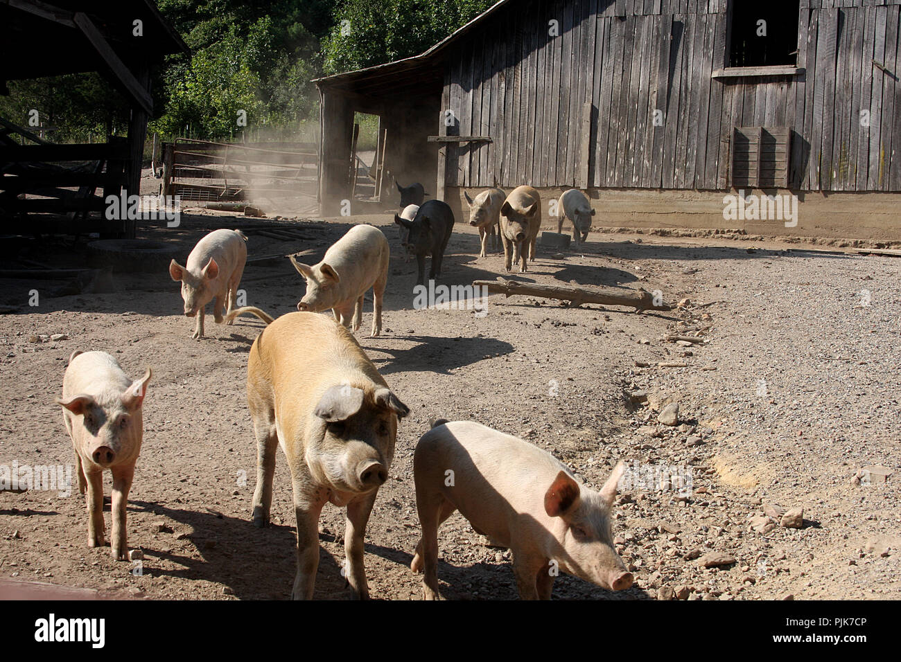 Schweinefarm in der Landschaft Virginia, USA Stockfoto