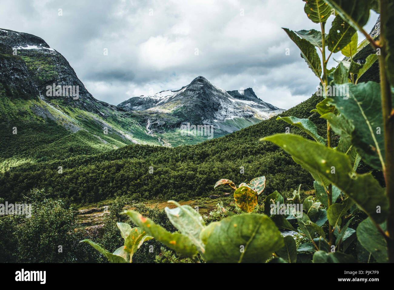 Norwegen, Østfold, Trollstigen, Vegetation Stockfoto
