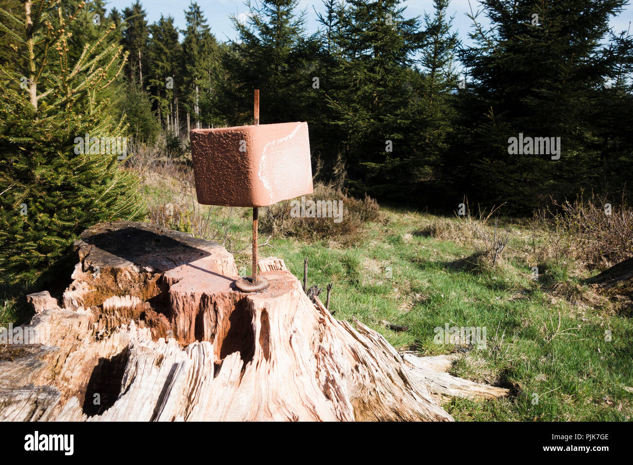 Salzleckstein für Tiere im Wald Stockfoto