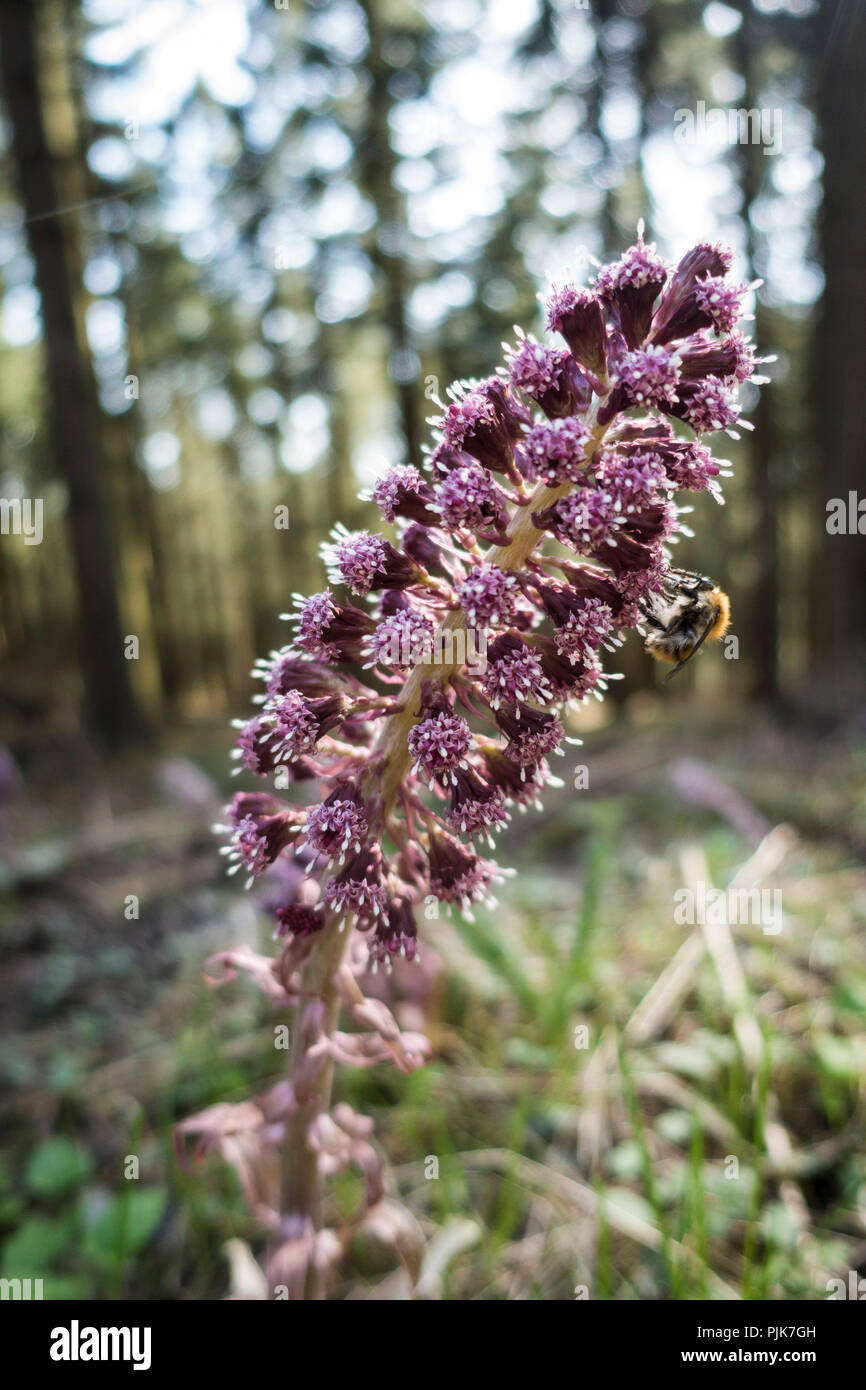 Blume, gemeinsame Pestwurz Pestwurz, Petasites hybridus Stockfoto