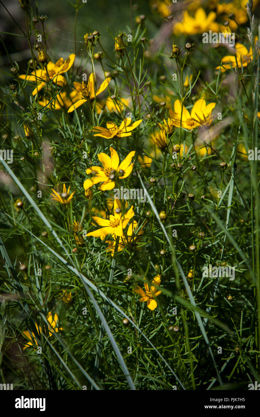 Blühende whorled Veilchen, Coreopsis verticillata 'Zagreb' Stockfoto