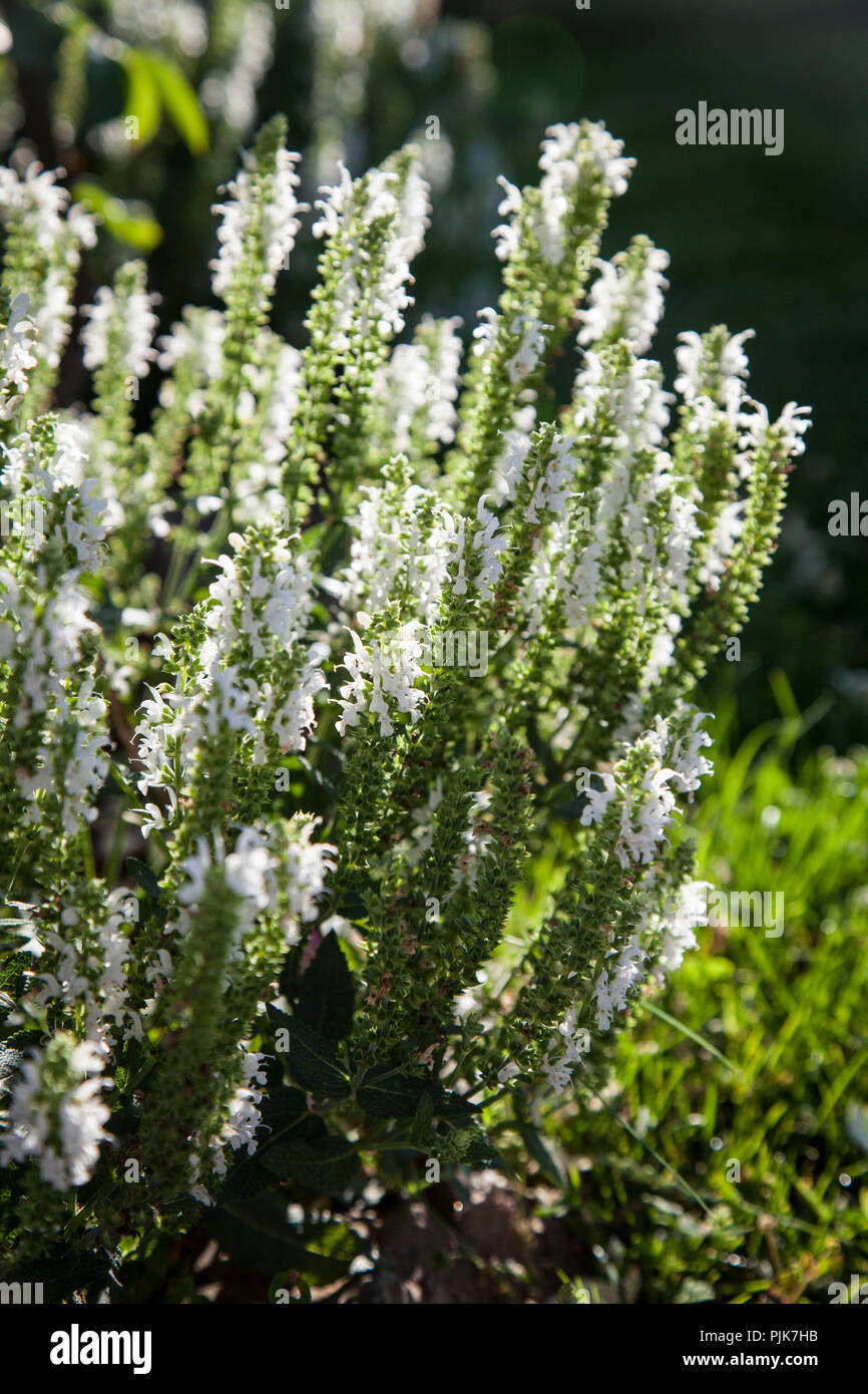 Weisser Salbei Im Garten Savia Officinalis Adrian Stockfotografie Alamy