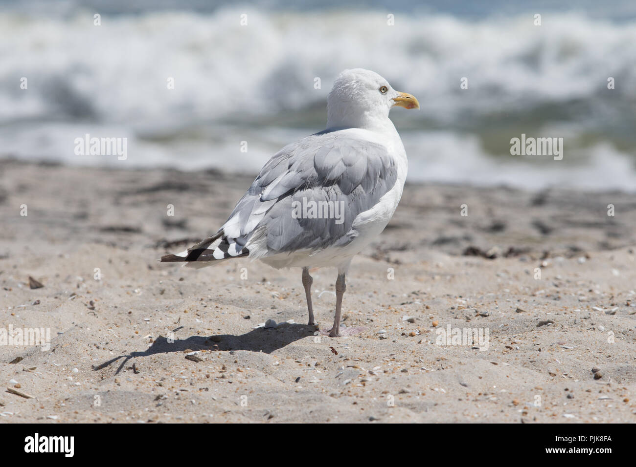 Möwe am Strand beobachten die Wellen in New Jersey Stockfoto