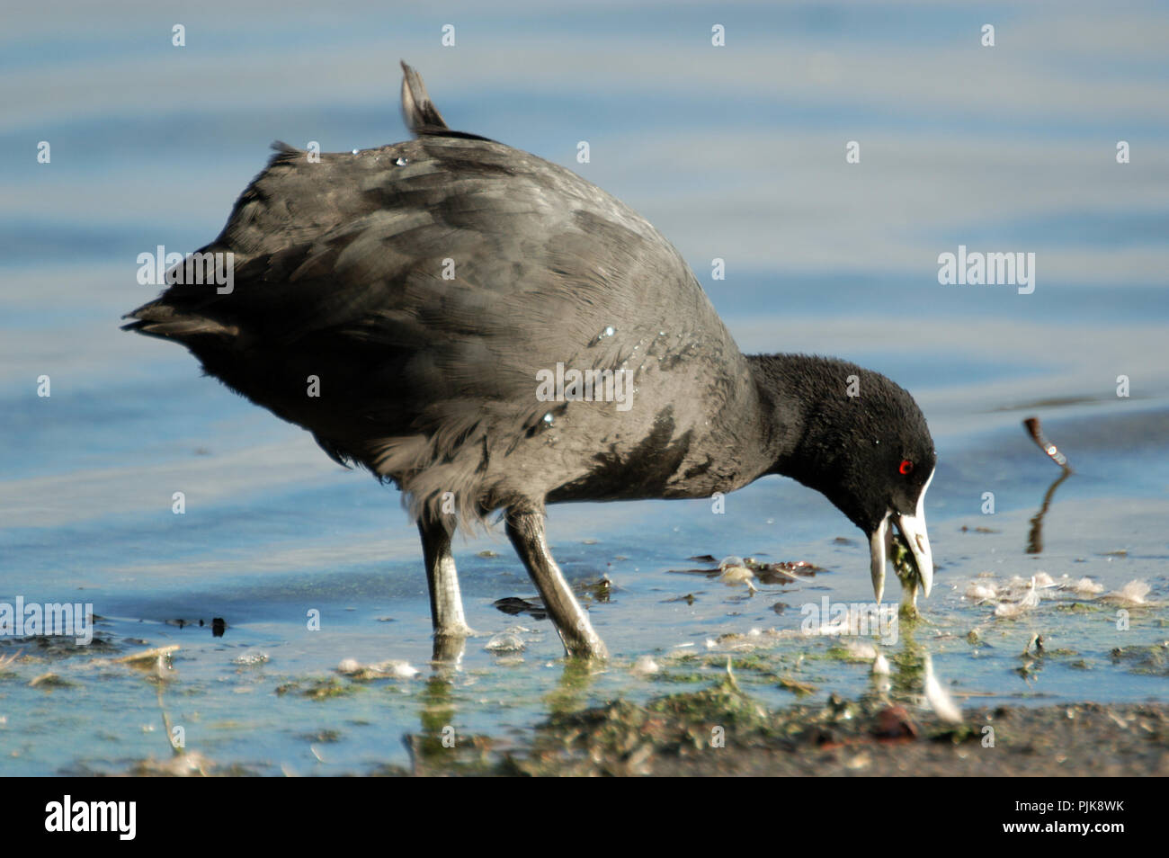 Eurasischen Blässhuhn (Fulica atra), auch als die gemeinsame Blässhuhn bekannt und ist ein Mitglied der Schiene und Crakear vogel Familie. Western Australia Stockfoto