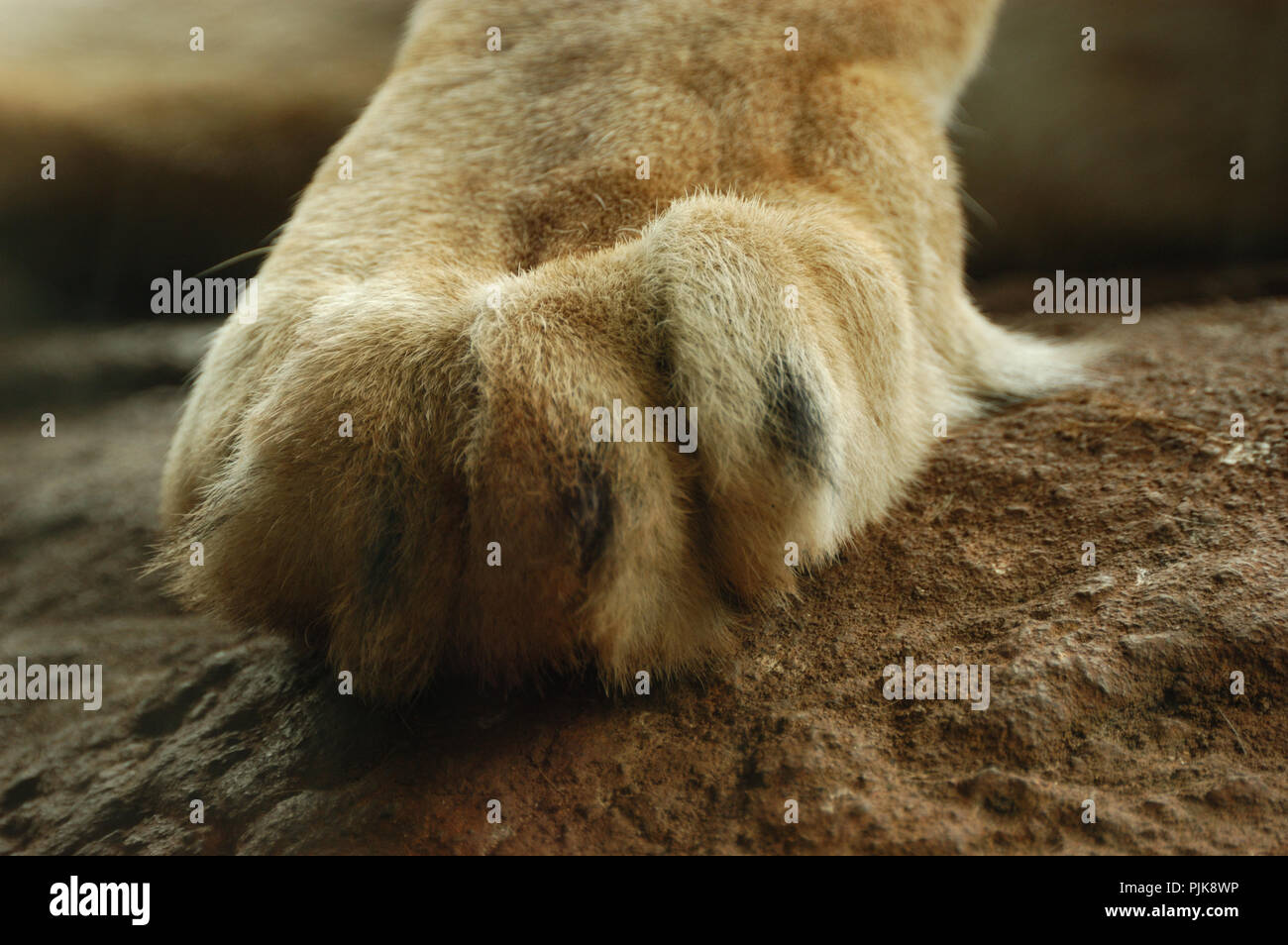 Nahaufnahme der Pfote einer Löwin (Panthera leo) Stockfoto