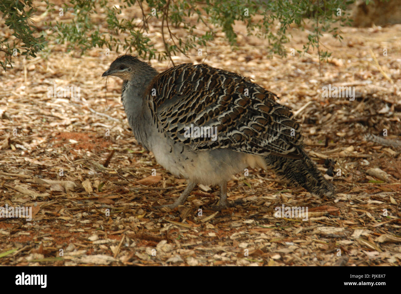 Die Malleefowl (Leipoa ocellata) ist eine stämmige Boden - Wohnung australische Vogel bemerkenswert für große Verschachtelung Mounds. Stockfoto