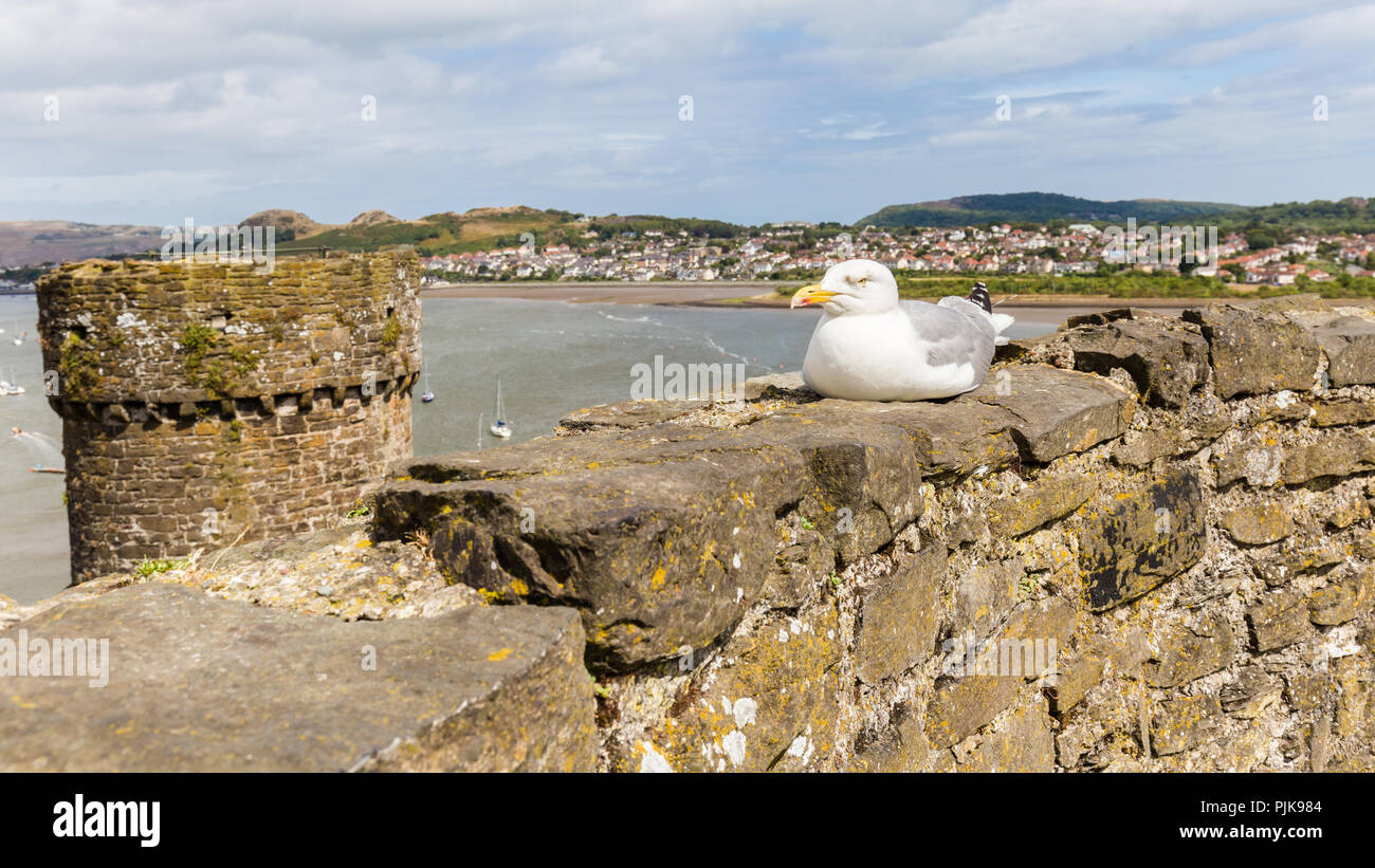 Möwe auf Conwy Castle in Wales, Großbritannien Stockfoto