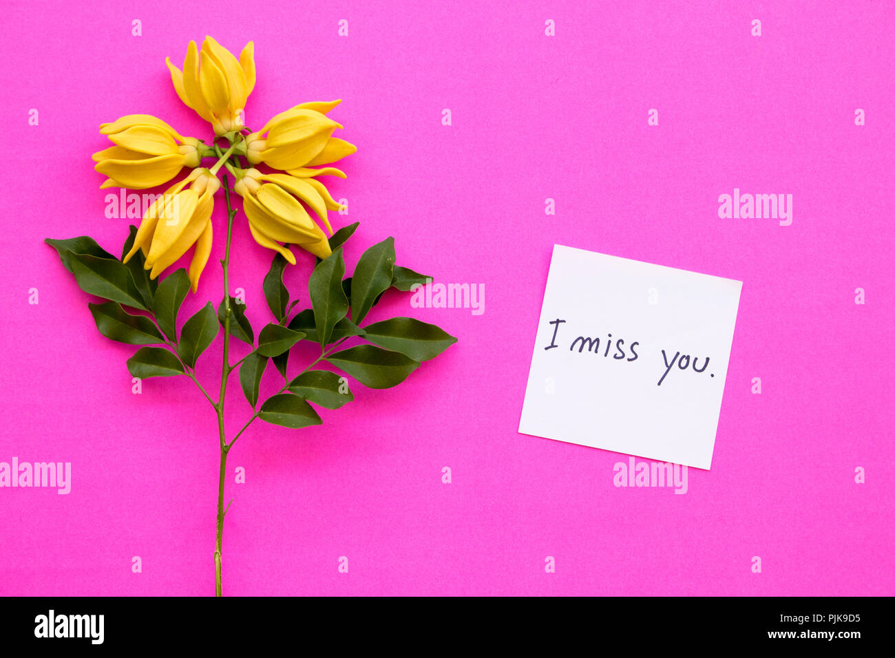 Ich vermissen sie Nachricht Karte Handschrift mit Ylang Ylang Blume auf Hintergrund rosa Stockfoto