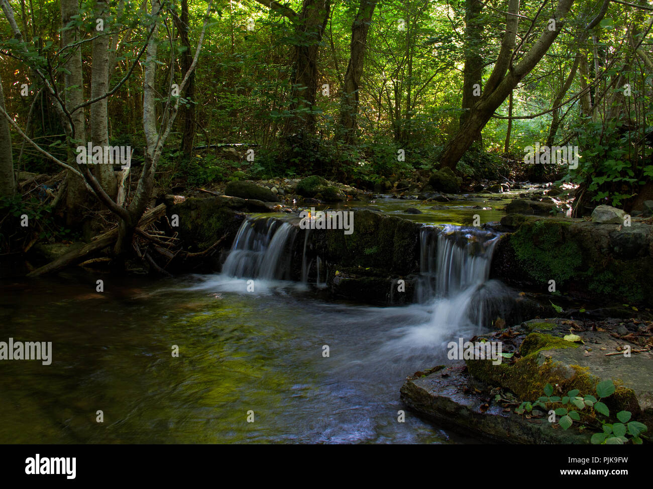 Kleiner Fluss mit zwei kleinen Wasserfällen friedlich durch einen Wald fließt, das Grün im Wasser widerspiegelt Stockfoto