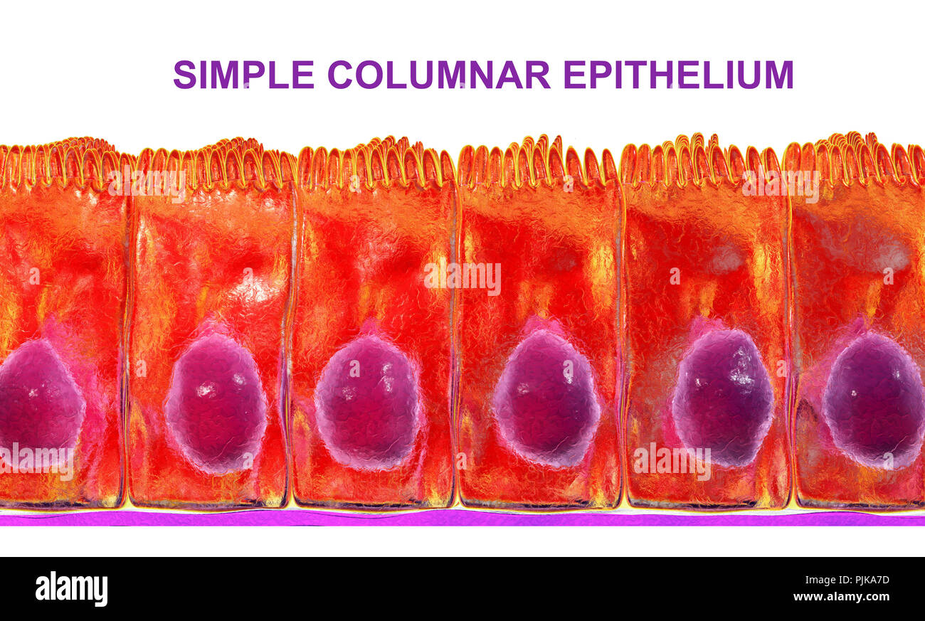 Einfache columnar Epithelium, computer Abbildung. Stockfoto