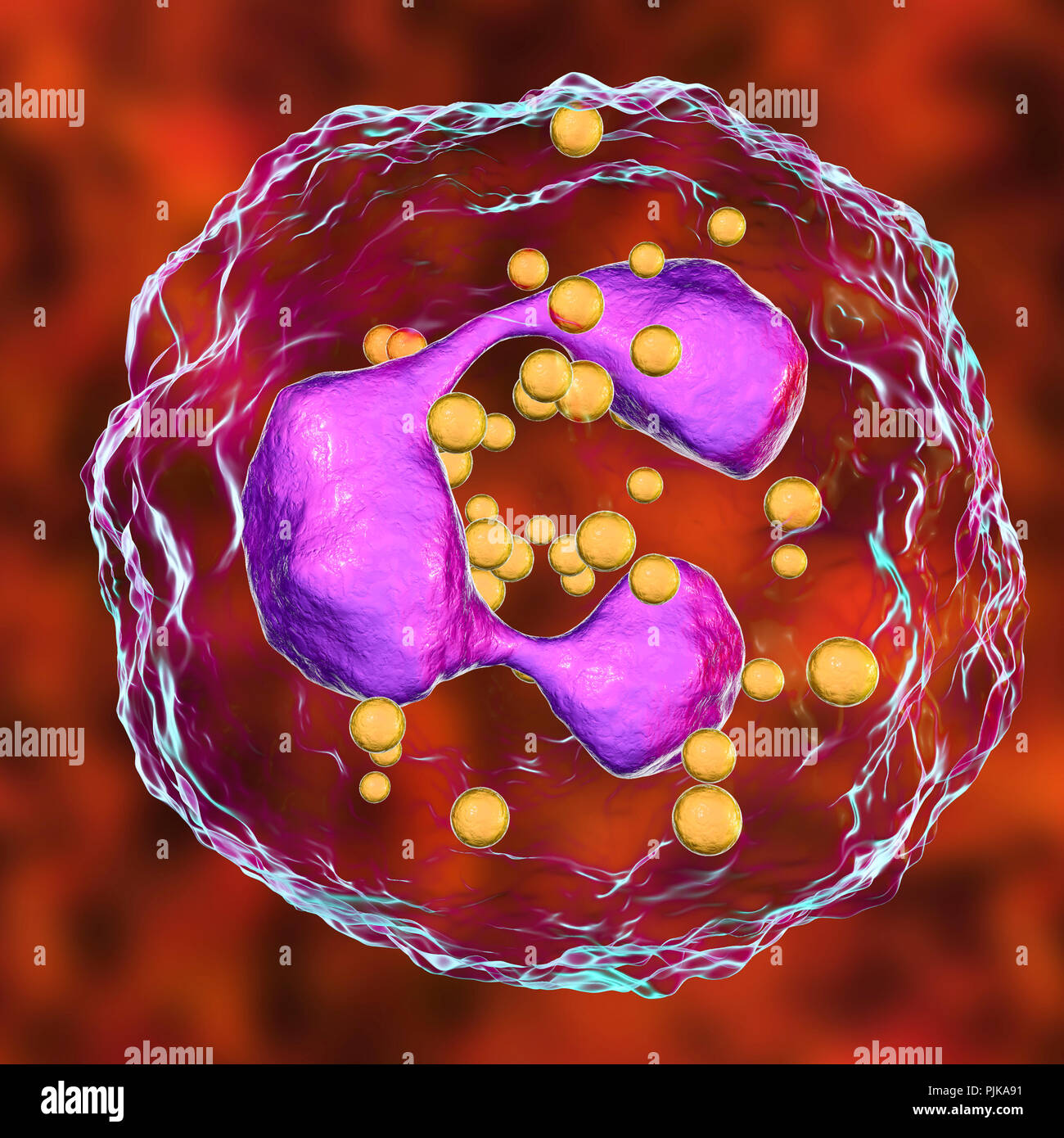 Der neutrophilen Leukozyten, computer Abbildung. Neutrophils sind die häufigsten weißen Blutkörperchen und sind Teil des Immunsystems des Körpers. Stockfoto
