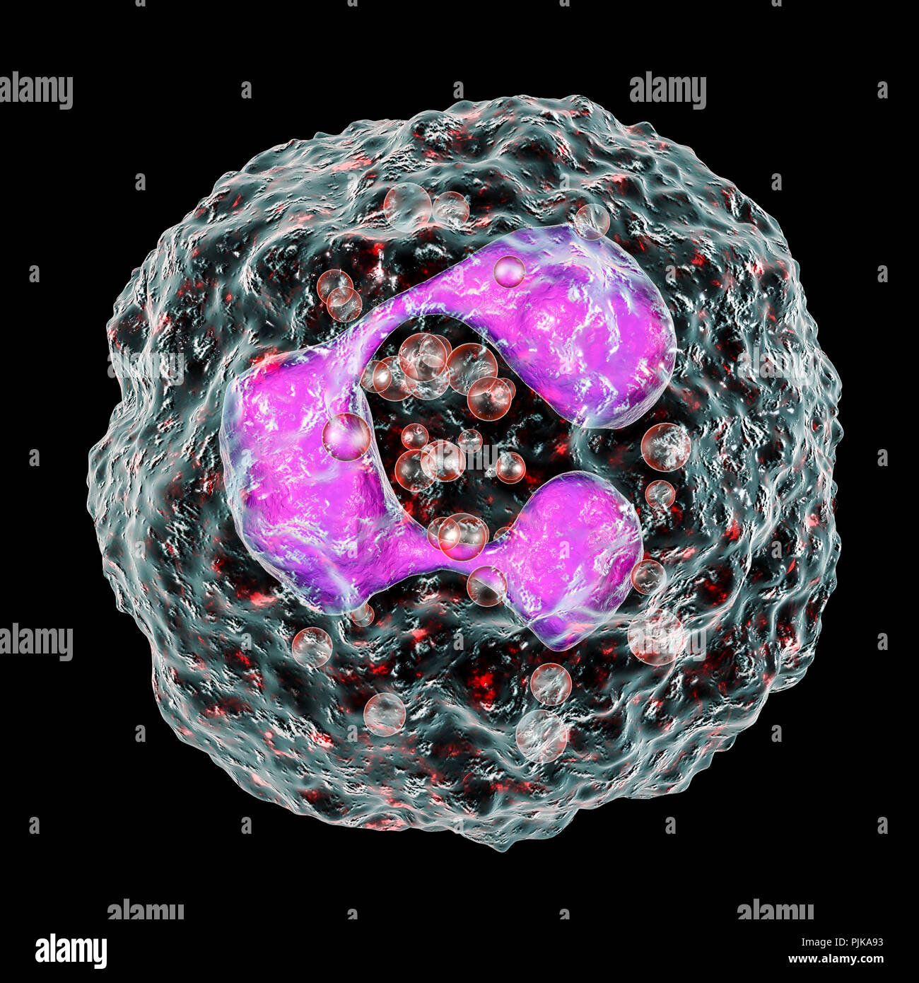 Der neutrophilen Leukozyten, computer Abbildung. Neutrophils sind die häufigsten weißen Blutkörperchen und sind Teil des Immunsystems des Körpers. Stockfoto