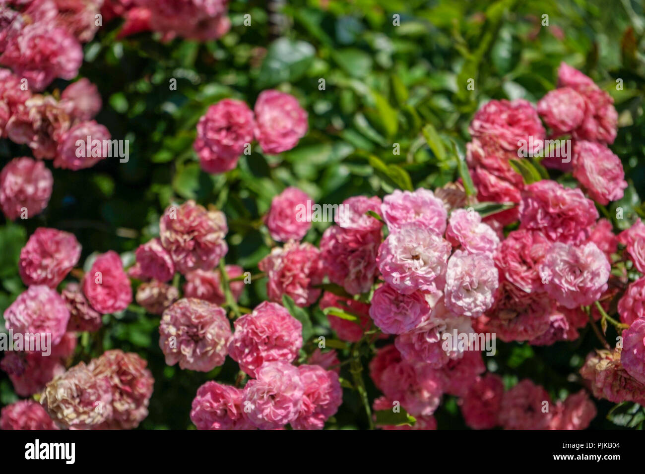 Rosa Rose Bush im blühenden Garten mit Blütenknospen Stockfoto