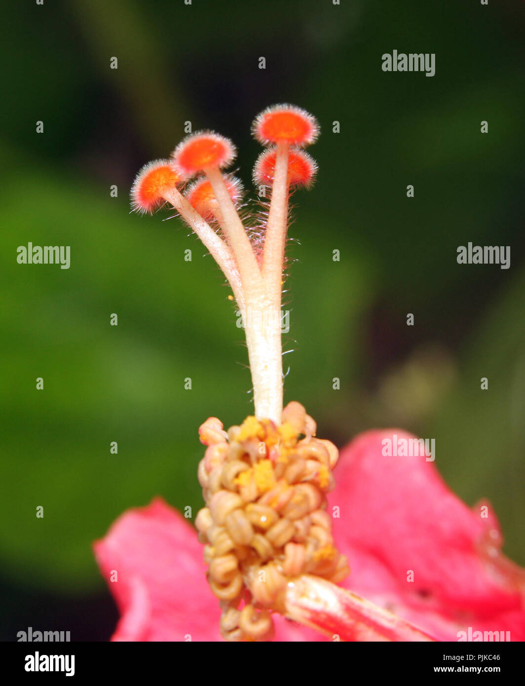 Hibiscus stigma Makro Stockfoto