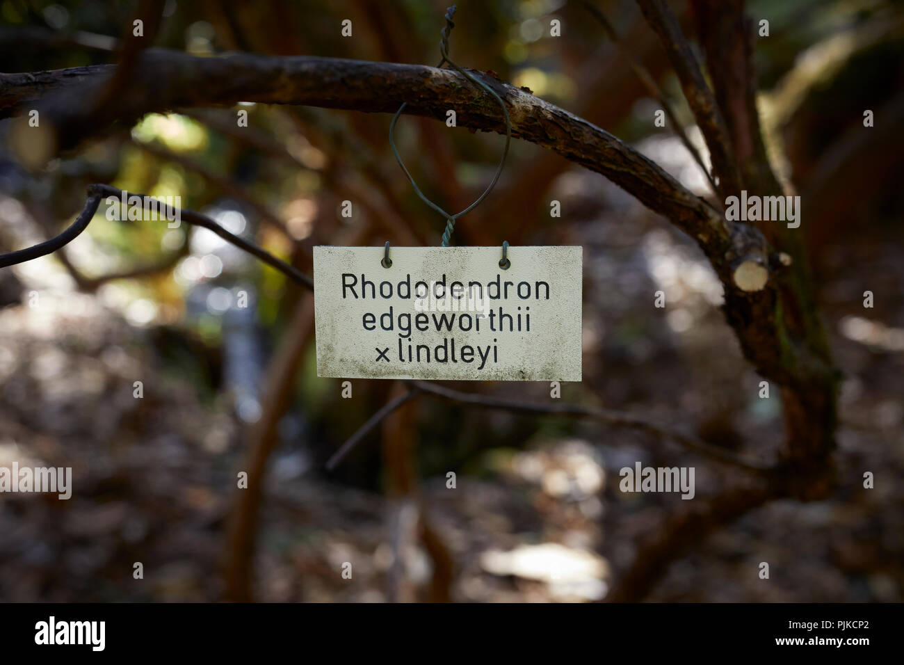 Etikett für Rhododendron edgeworthii x Lindleyi auf ausgereifte Werk in Arduaine Gärten. Argyll Stockfoto