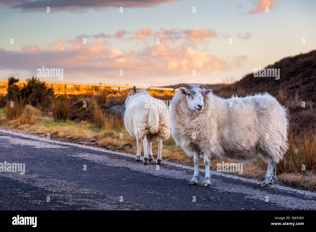 Ein paar Schafe auf der Autobahn A 836 in den schottischen Highlands Stockfoto