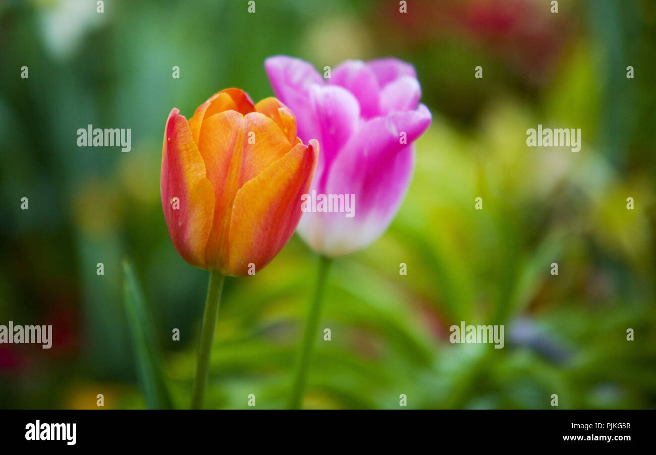 Orange und Pink Tulip im Blumenbeet Stockfoto