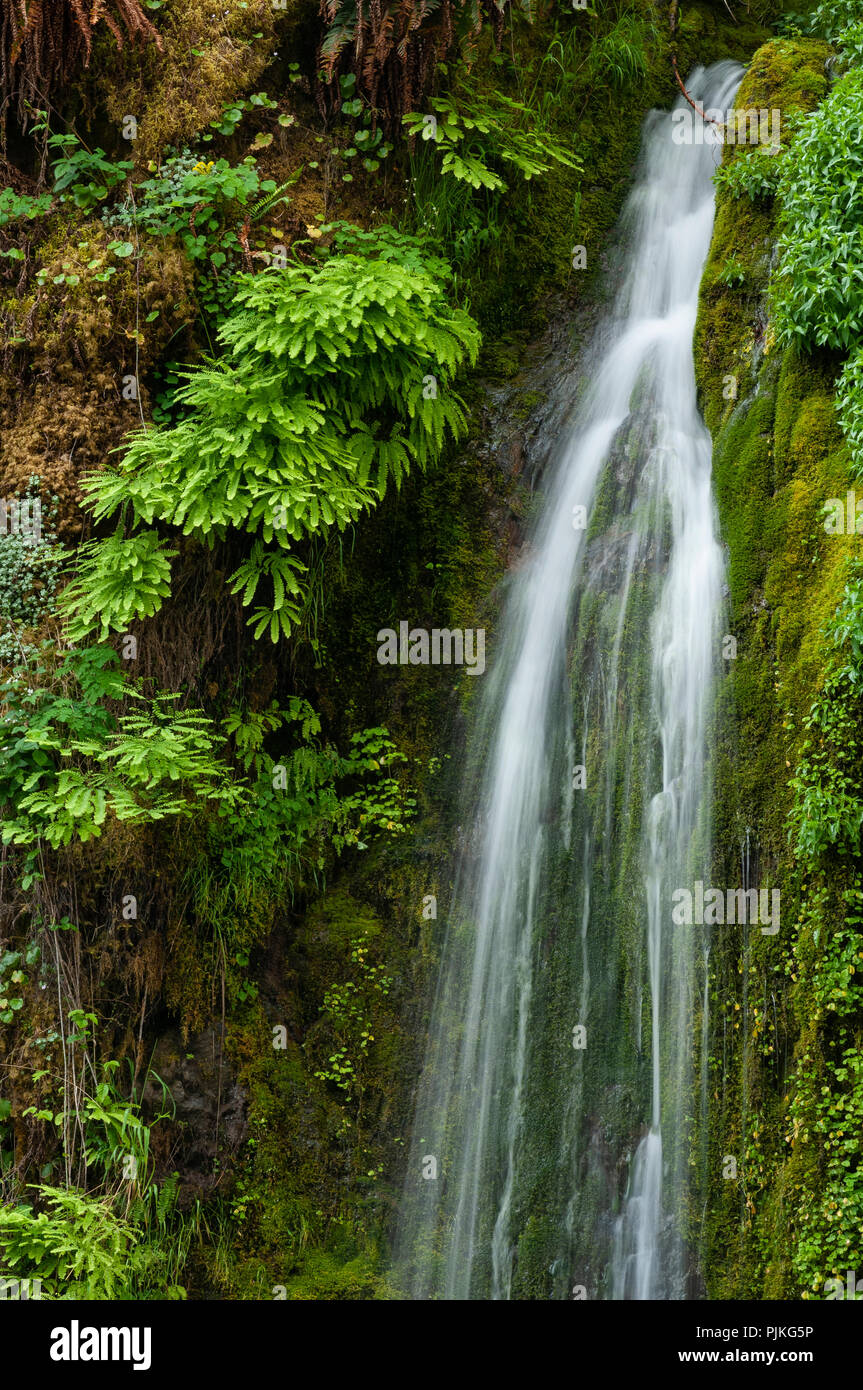 Nebenfluss Creek Wasserfall an Salmon Creek, Willamette National Forest, Oregon. Stockfoto