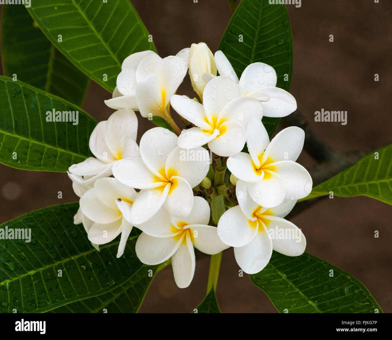 Frangipani baum Blüten; Magdalena Grand Beach Resort, Tobago, Trinidad und Tobago. Stockfoto