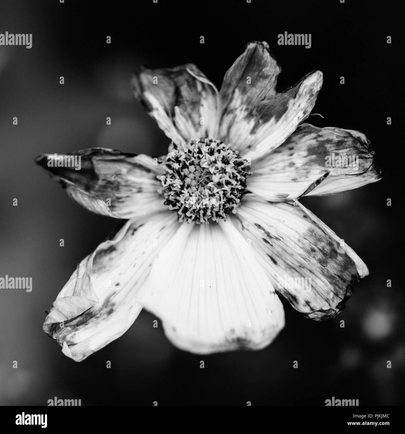 Verwelkte Blume, Symbol der Vergänglichkeit Stockfoto
