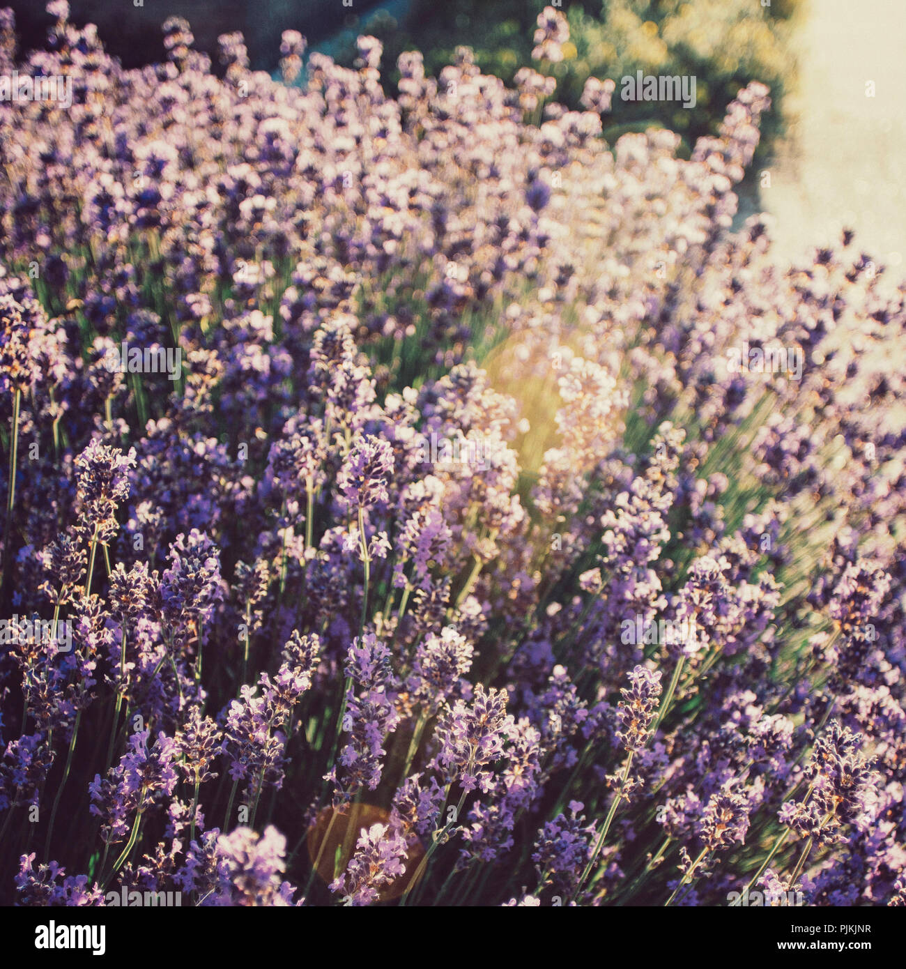 Blühender Lavendel im Sommer Sonne, Stockfoto
