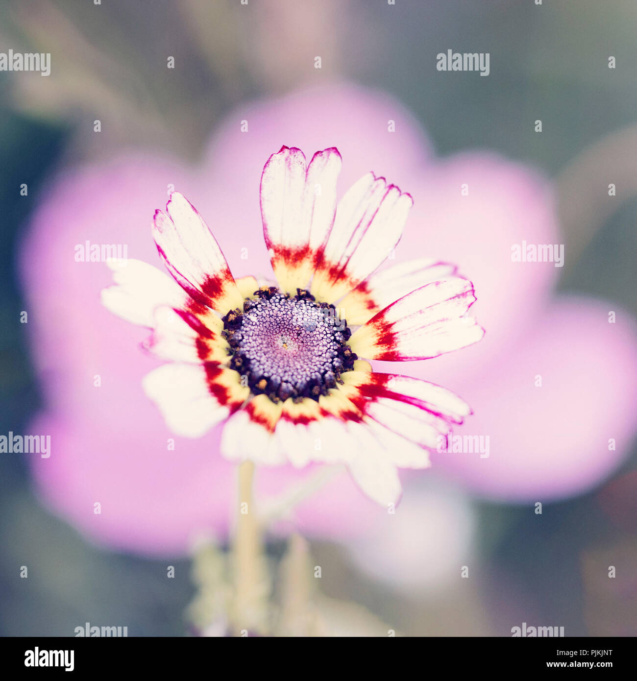 Helle Sommer Blume in der Blumenwiese, Stockfoto