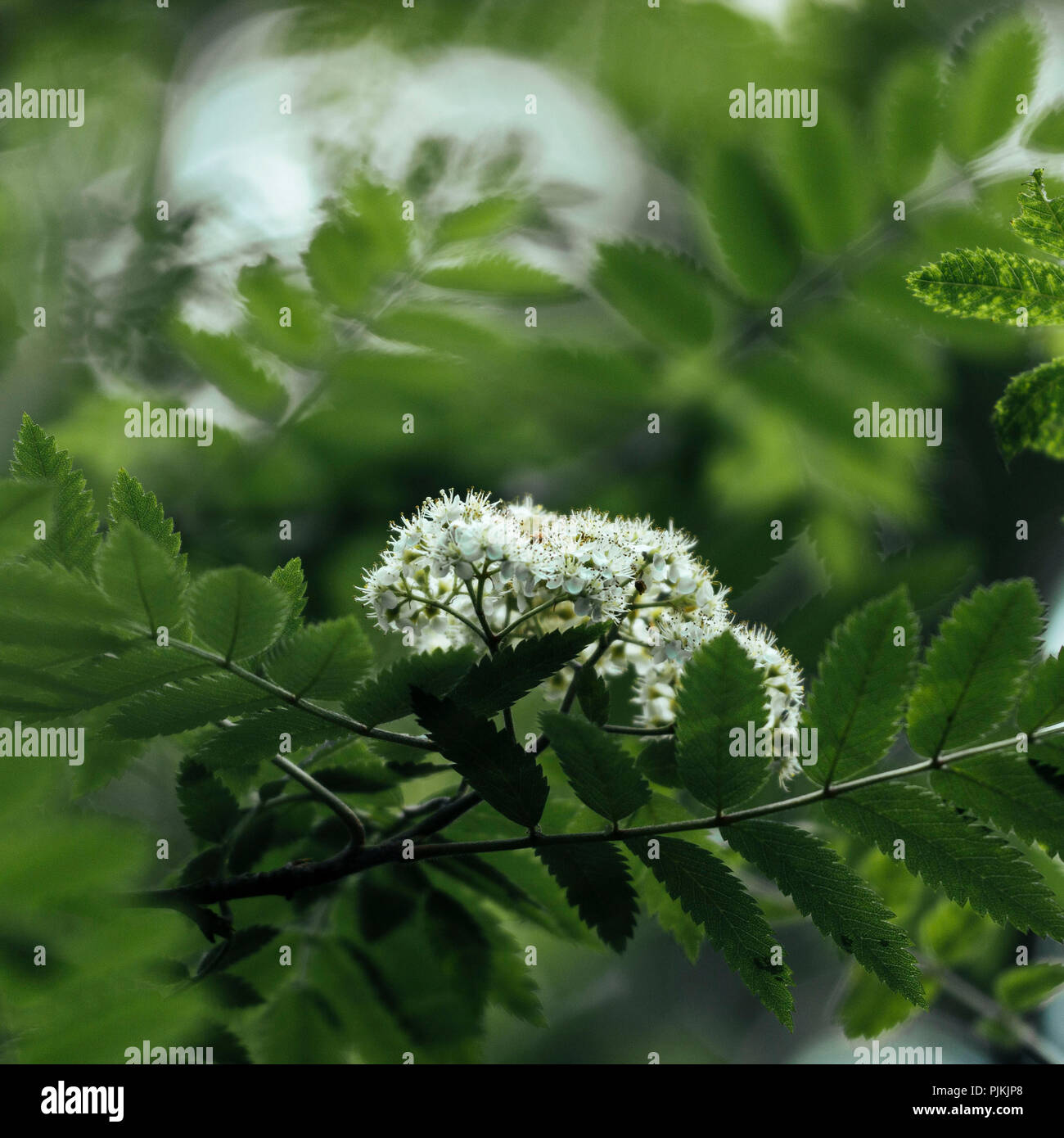 Blühende Vogelbeere, Stockfoto