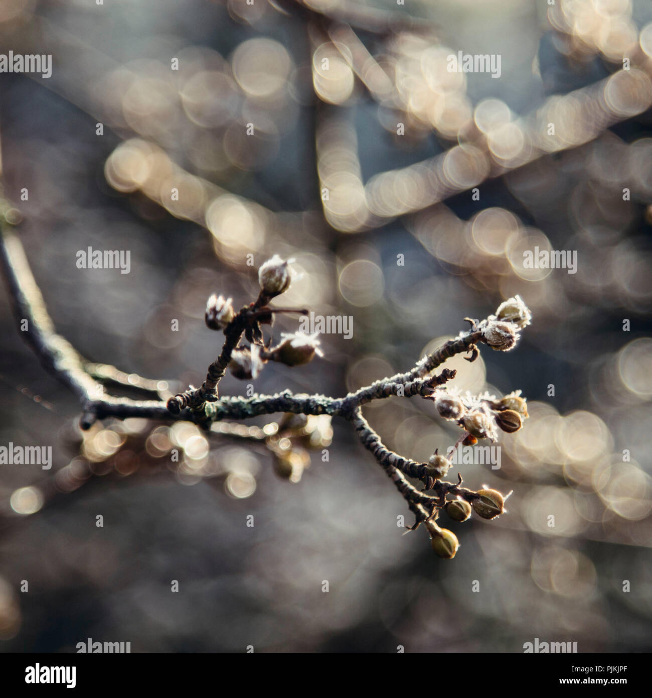 Winterlandschaft mit Eis, Frost und Sonne im Dezember, Stockfoto